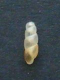 Truncatella&nbsp;subcylindrica